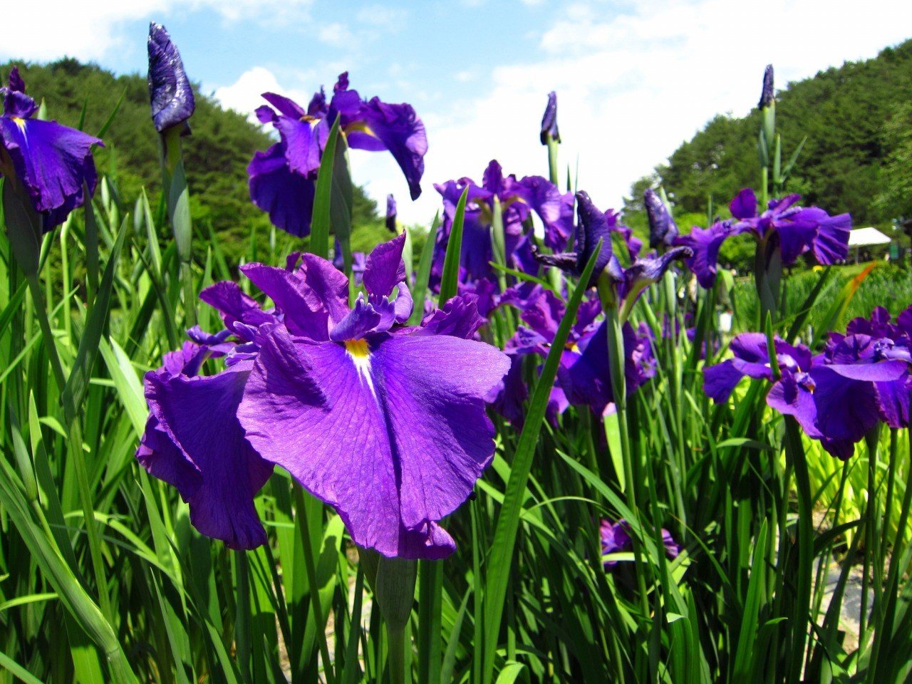 🏞️ 이지미노 공원 (이지미노코엔) 이미지 7